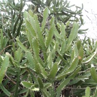 Euphorbia antiquorum L.